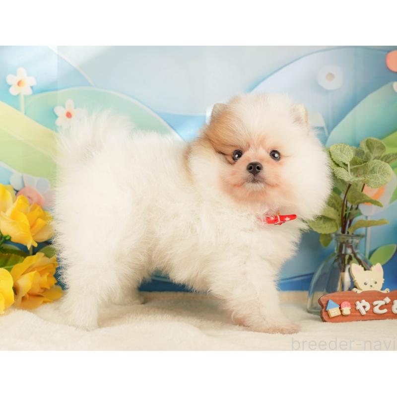 販売中の神奈川県のポメラニアン-433029の8枚目