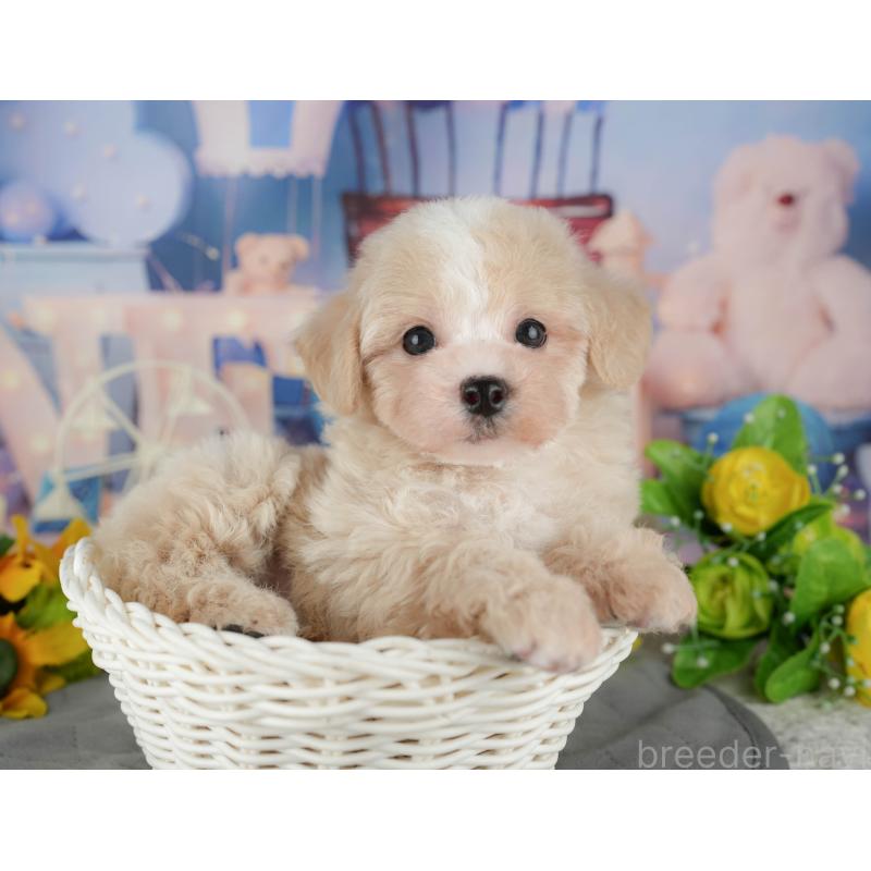 販売中の千葉県のマルプー:マルチーズ×トイプードル-433570の9枚目