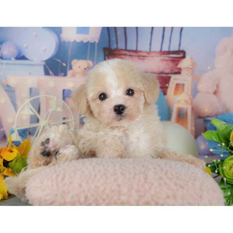 販売中の千葉県のマルプー:マルチーズ×トイプードル-433570の8枚目