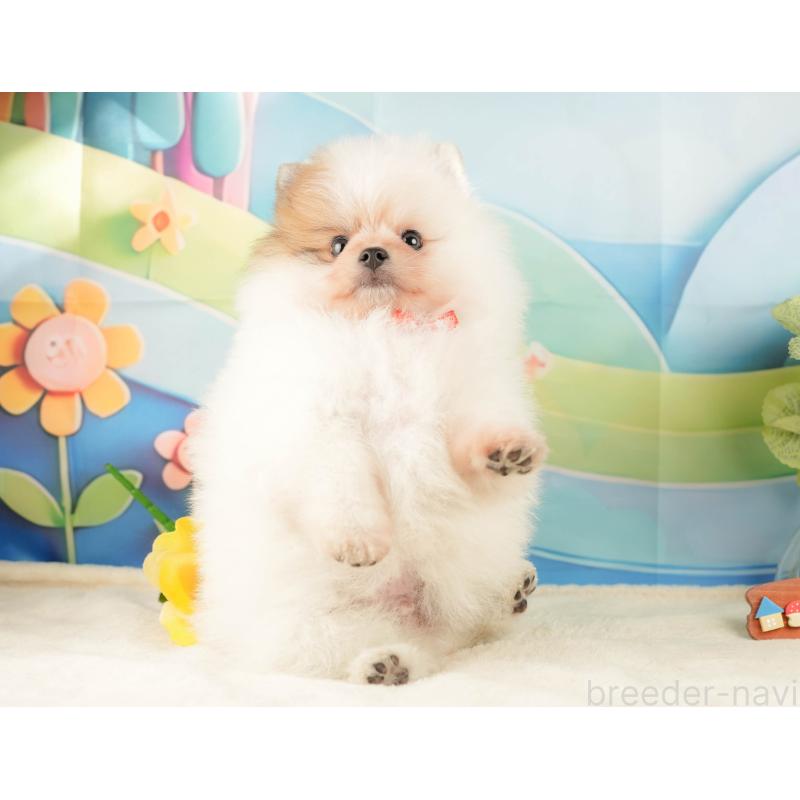 販売中の神奈川県のポメラニアン-433029の6枚目