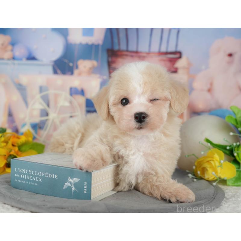 販売中の千葉県のマルプー:マルチーズ×トイプードル-433570の7枚目