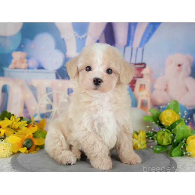 販売中の千葉県のマルプー:マルチーズ×トイプードル-433570の6枚目