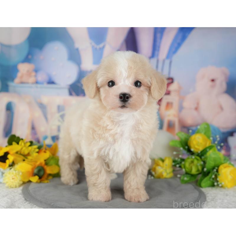 販売中の千葉県のマルプー:マルチーズ×トイプードル-433570の5枚目