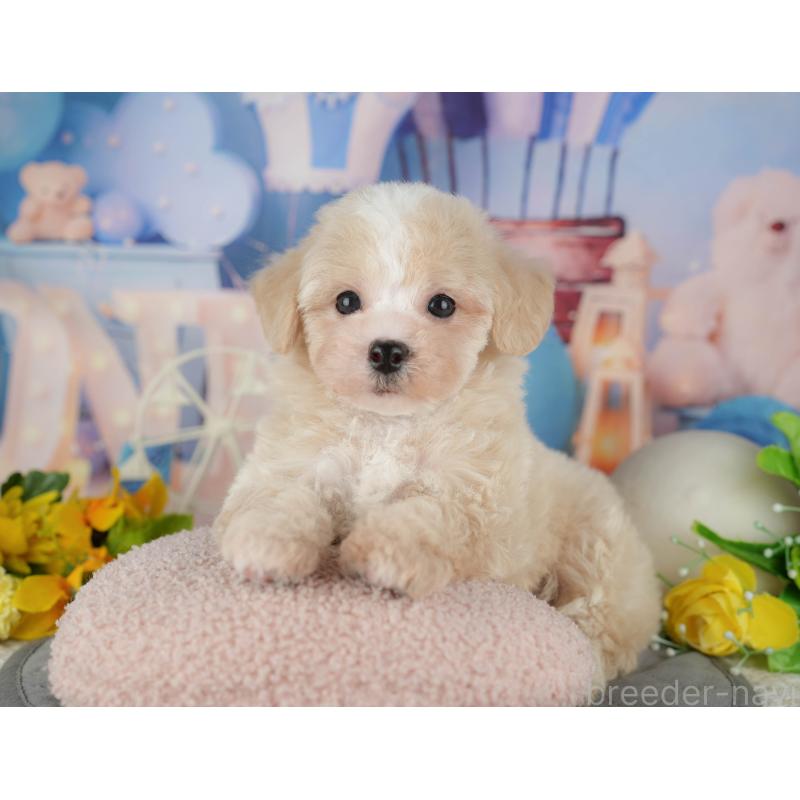 販売中の千葉県のマルプー:マルチーズ×トイプードル-433570の4枚目