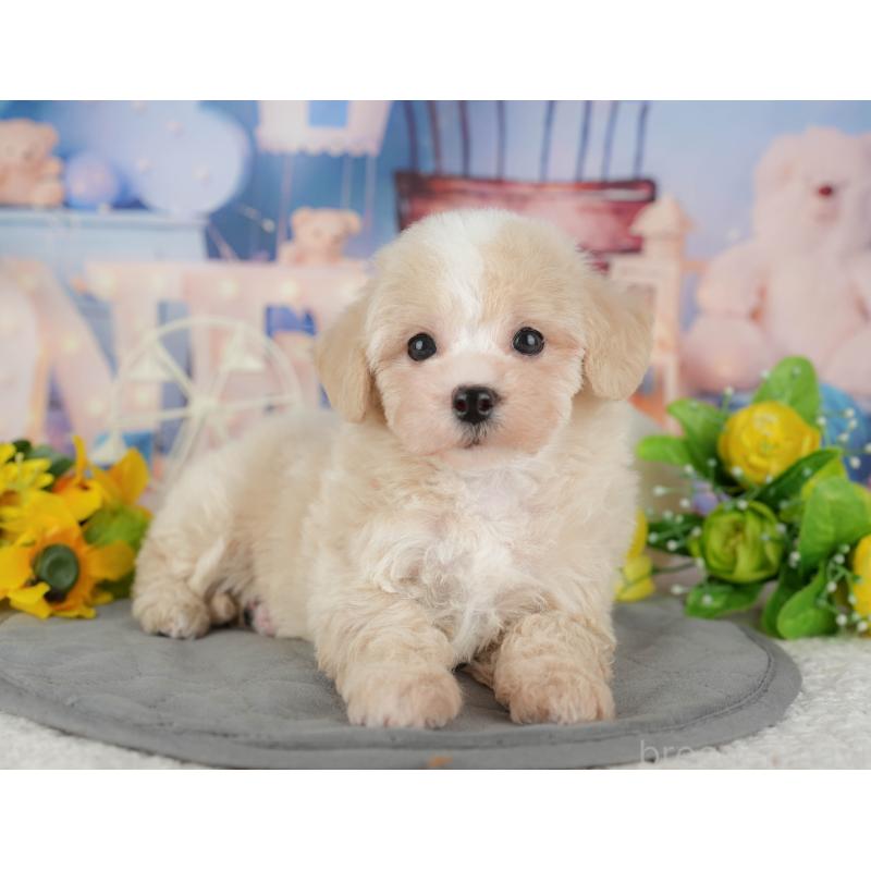 販売中の千葉県のマルプー:マルチーズ×トイプードル-433570の3枚目