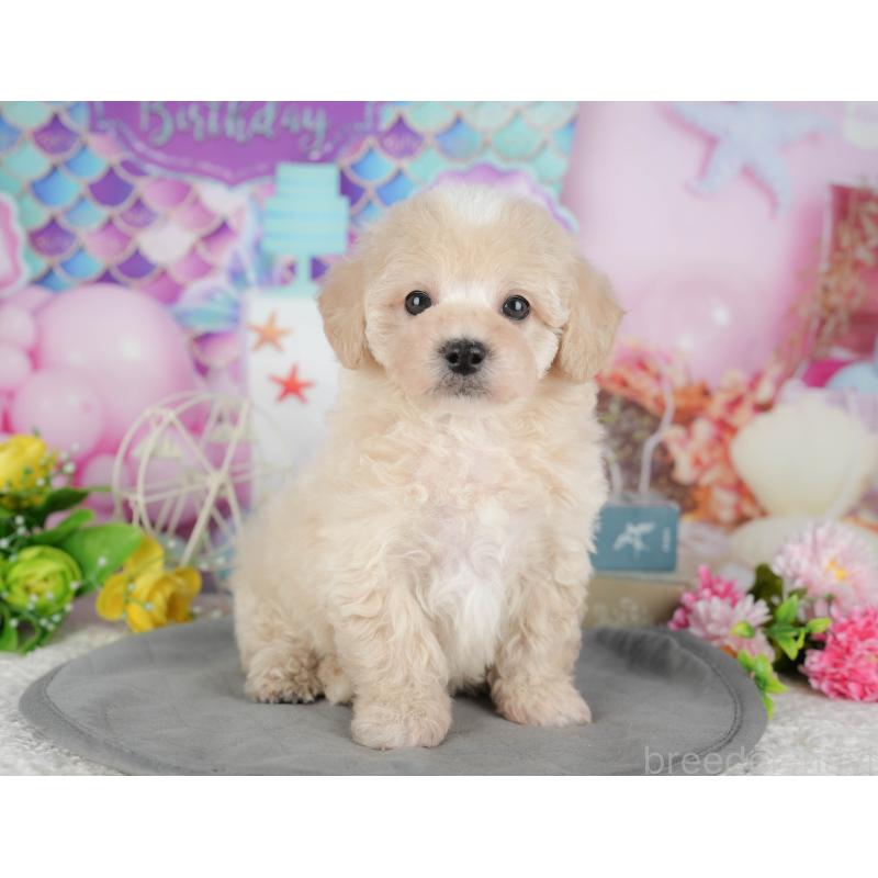 販売中の千葉県のミックス犬-433566の10枚目