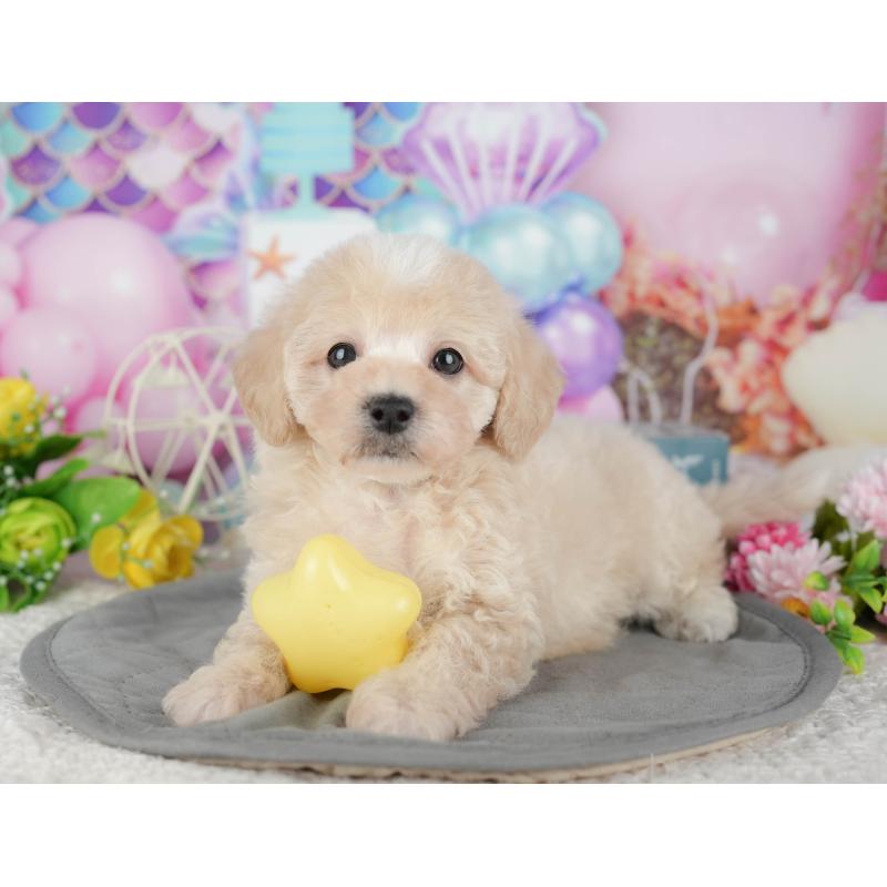 販売中の千葉県のミックス犬-433566の9枚目