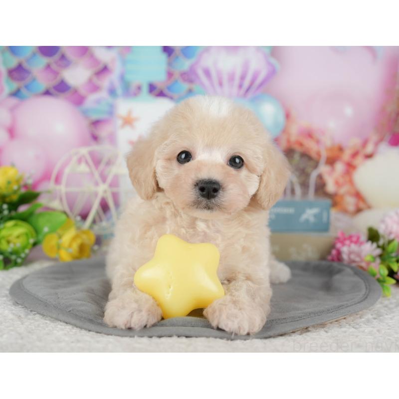 販売中の千葉県のミックス犬-433566の8枚目