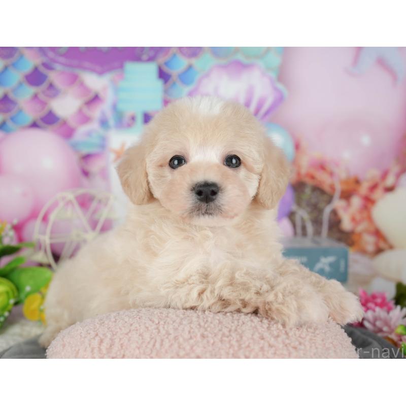 販売中の千葉県のミックス犬-433566の7枚目