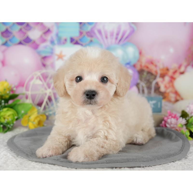 販売中の千葉県のミックス犬-433566の6枚目