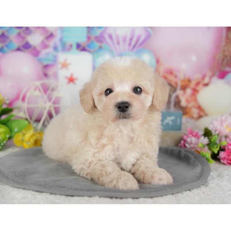 販売中の千葉県のミックス犬-433566の5枚目