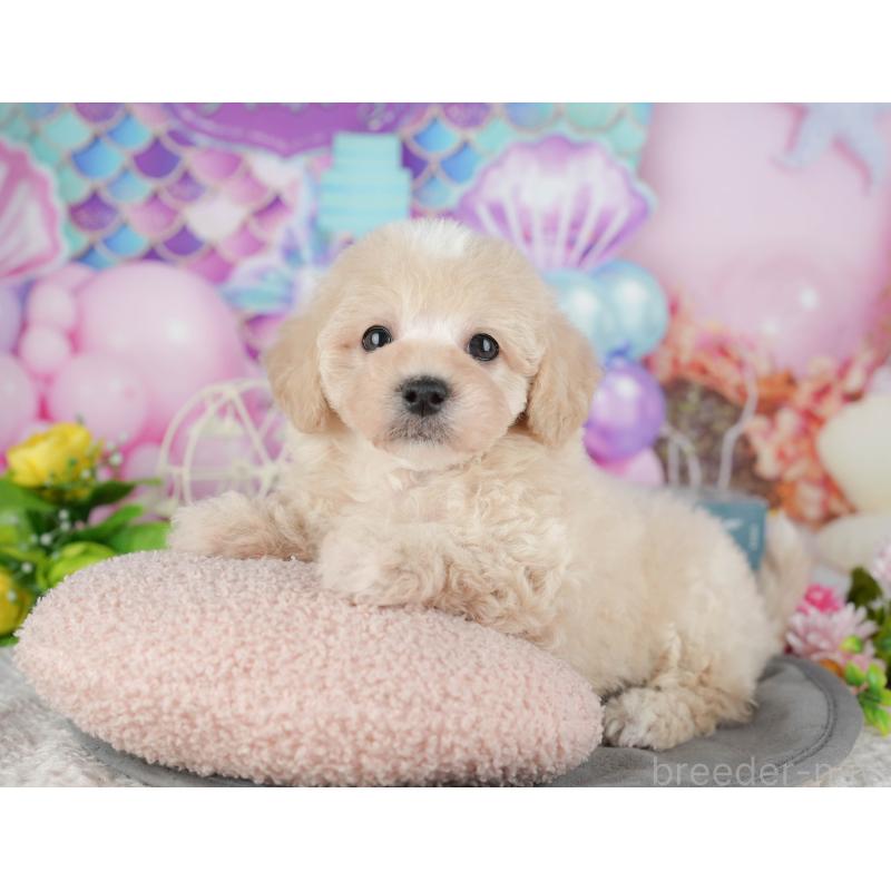 販売中の千葉県のミックス犬-433566の4枚目