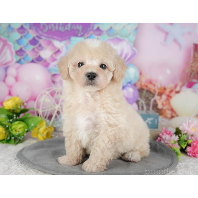 販売中の千葉県のミックス犬-433566の3枚目