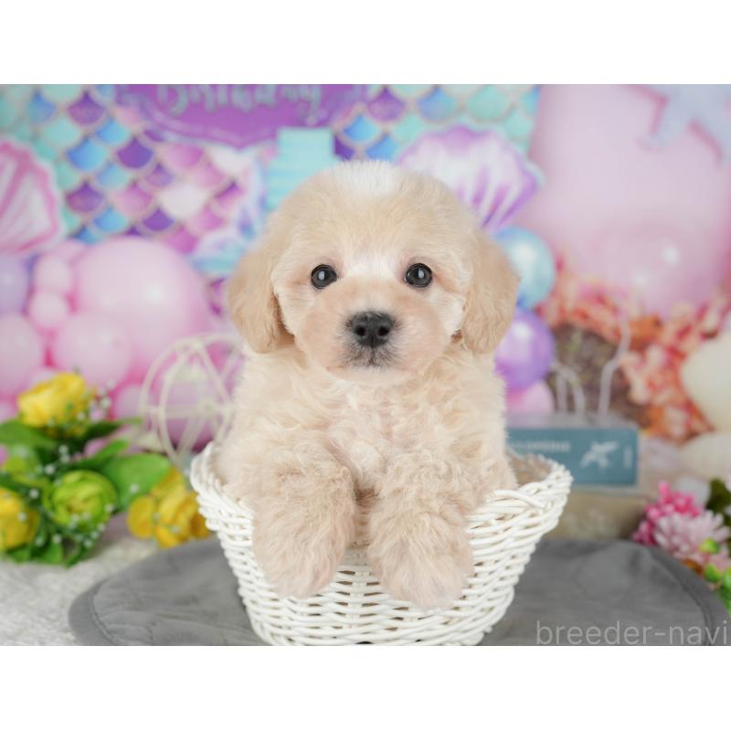 販売中の千葉県のミックス犬-433566の2枚目