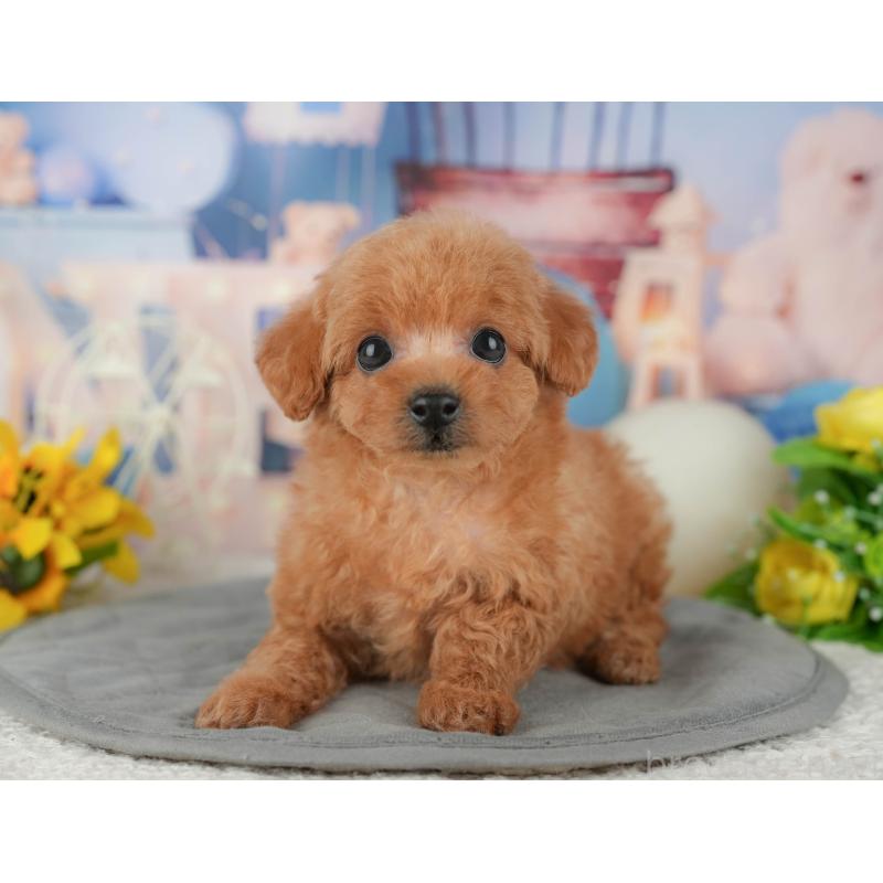 販売中の千葉県のトイプードル-433561の11枚目