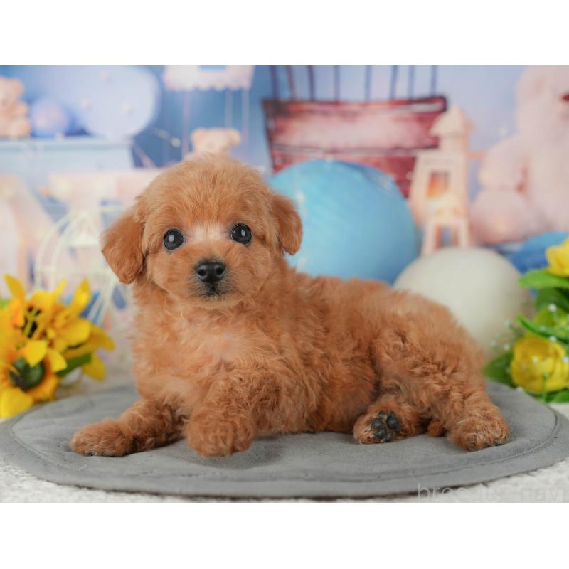 販売中の千葉県のトイプードル-433561の10枚目