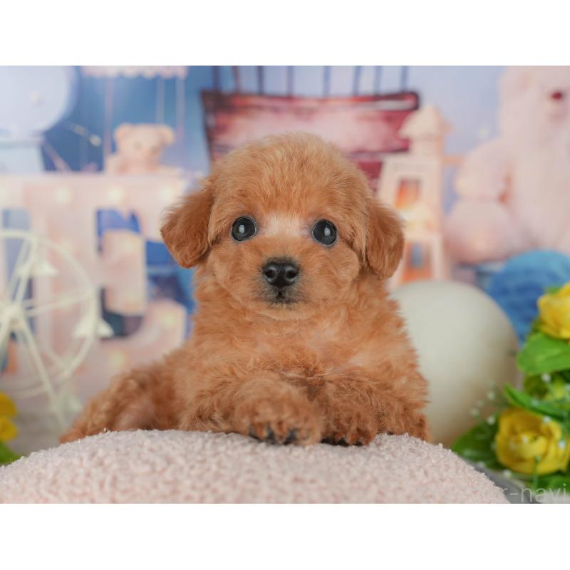 販売中の千葉県のトイプードル-433561の9枚目