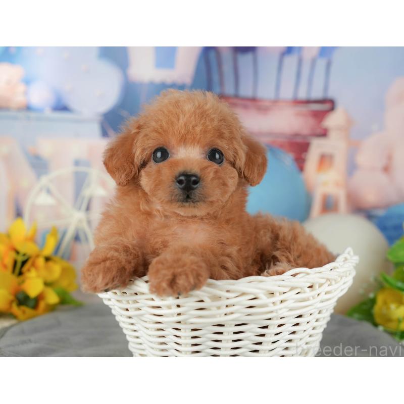 販売中の千葉県のトイプードル-433561の8枚目