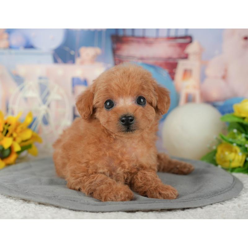 販売中の千葉県のトイプードル-433561の7枚目