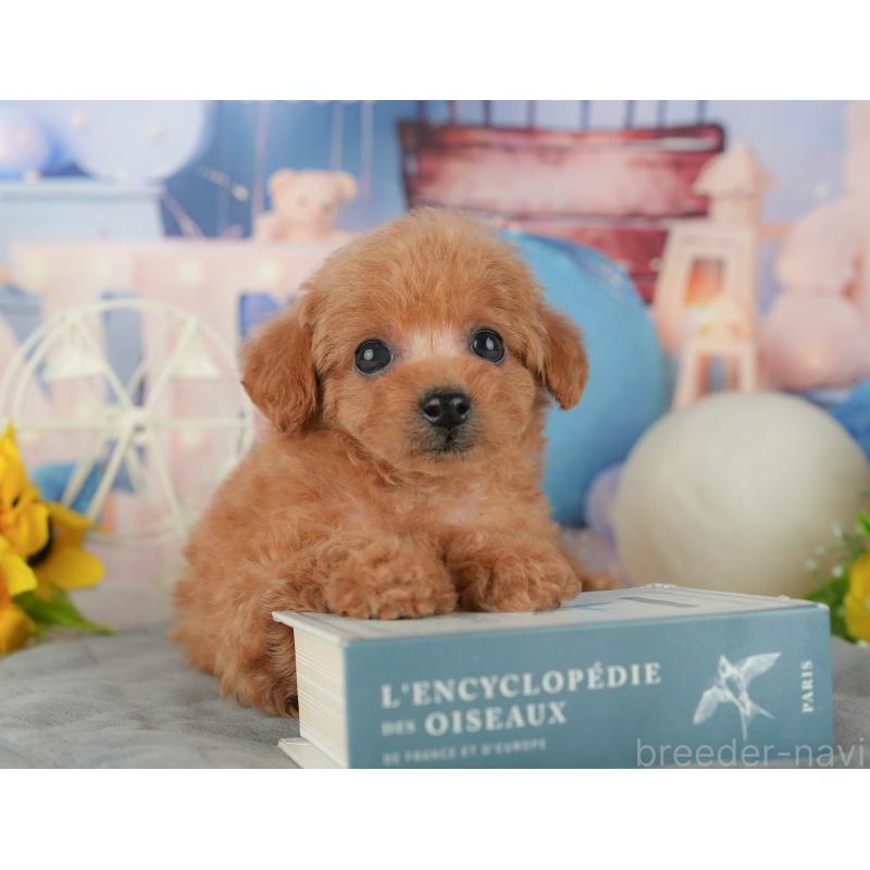 販売中の千葉県のトイプードル-433561の6枚目