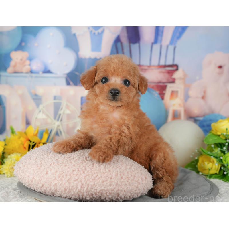 販売中の千葉県のトイプードル-433561の5枚目