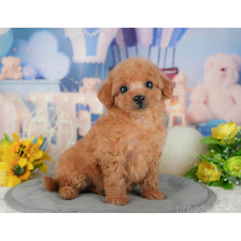 販売中の千葉県のトイプードル-433561の4枚目