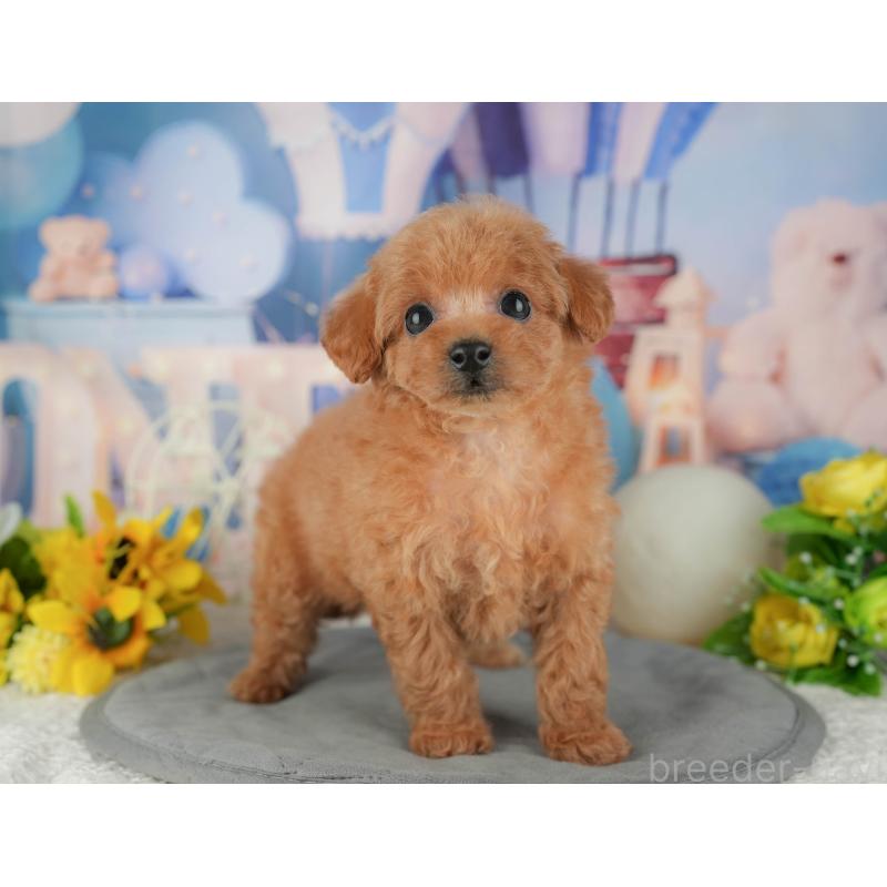 販売中の千葉県のトイプードル-433561の3枚目