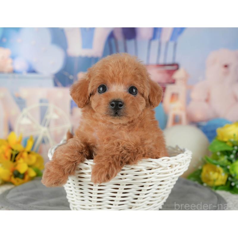 販売中の千葉県のトイプードル-433561の2枚目