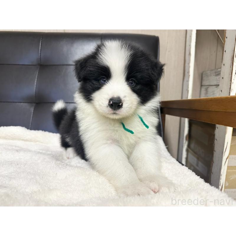 販売中の愛知県のボーダーコリー-433030の8枚目