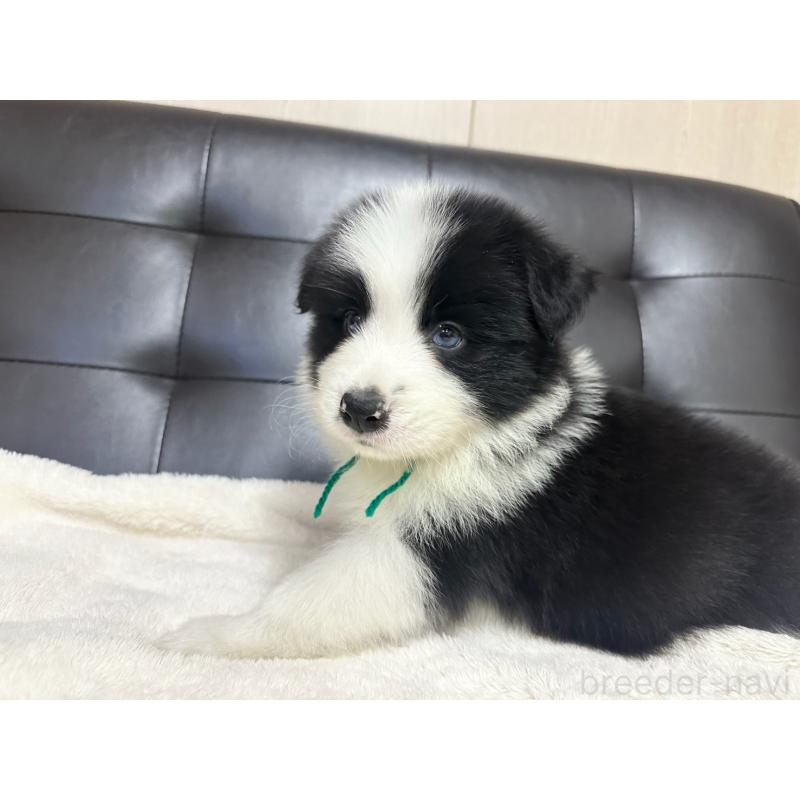 販売中の愛知県のボーダーコリー-433030の7枚目