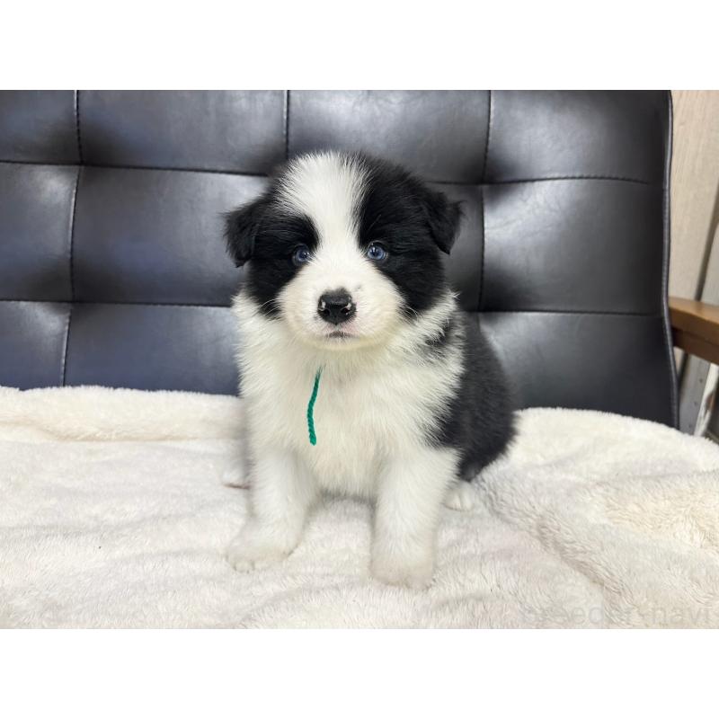 販売中の愛知県のボーダーコリー-433030