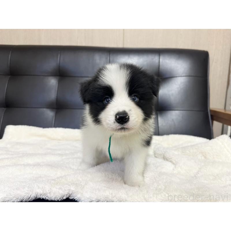 販売中の愛知県のボーダーコリー-433030の6枚目