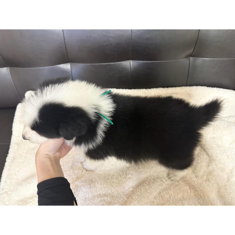 販売中の愛知県のボーダーコリー-433030の5枚目