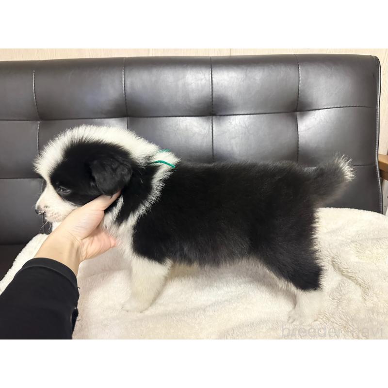 販売中の愛知県のボーダーコリー-433030の4枚目