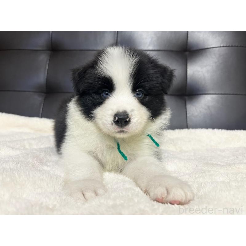 販売中の愛知県のボーダーコリー-433030の3枚目