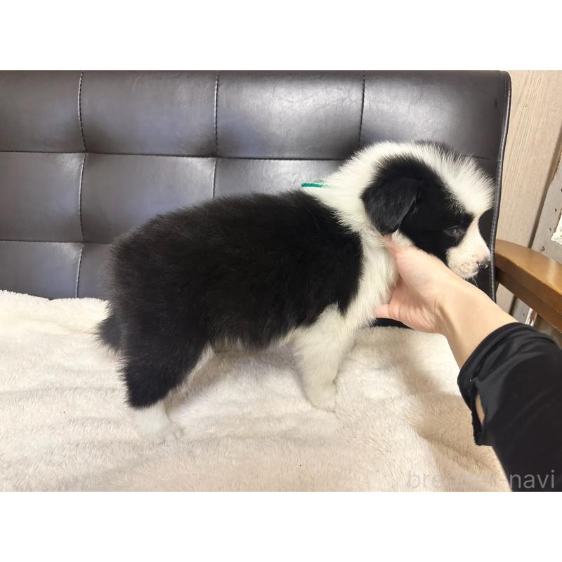 販売中の愛知県のボーダーコリー-433030の2枚目