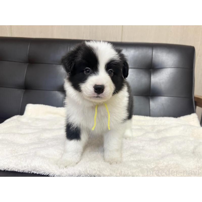 販売中の愛知県のボーダーコリー-433031の1枚目