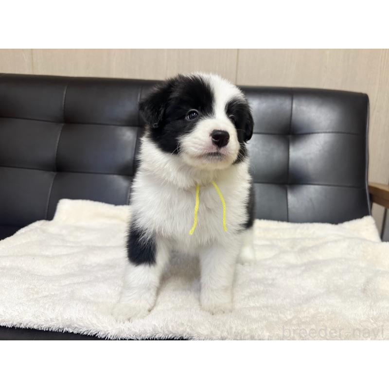 販売中の愛知県のボーダーコリー-433031の6枚目