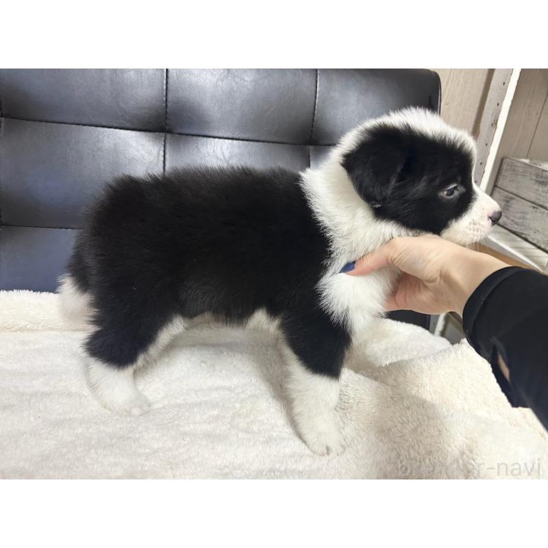 販売中の愛知県のボーダーコリー-433031の5枚目