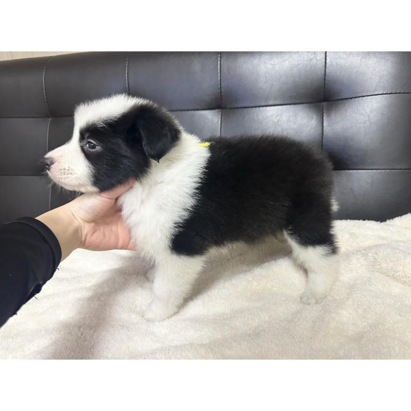 販売中の愛知県のボーダーコリー-433031の4枚目