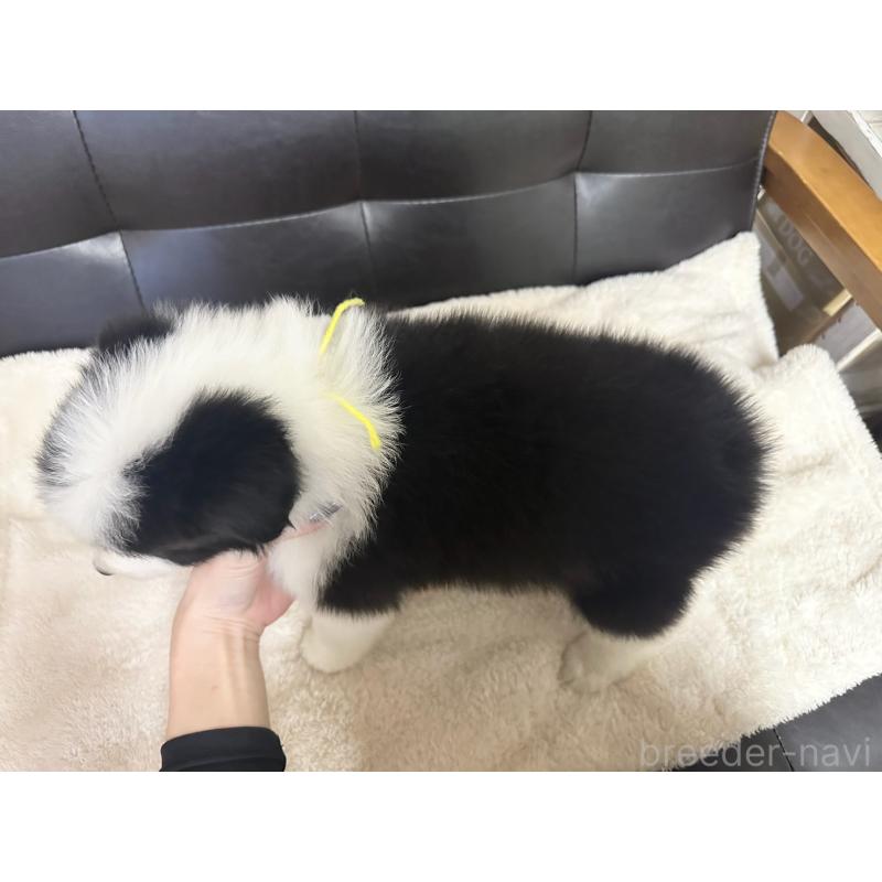 販売中の愛知県のボーダーコリー-433031の3枚目
