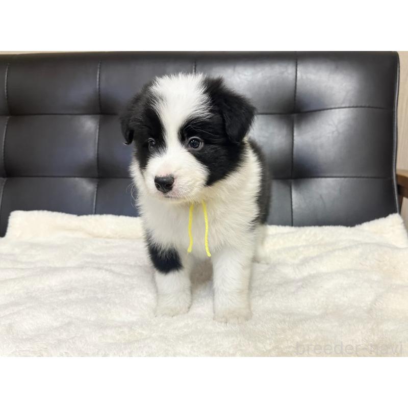 販売中の愛知県のボーダーコリー-433031の2枚目