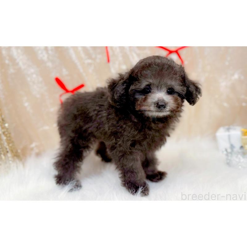 販売中の愛知県のタイニープードル-433032の4枚目