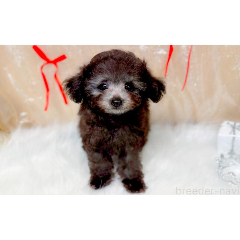 販売中の愛知県のタイニープードル-433032の3枚目