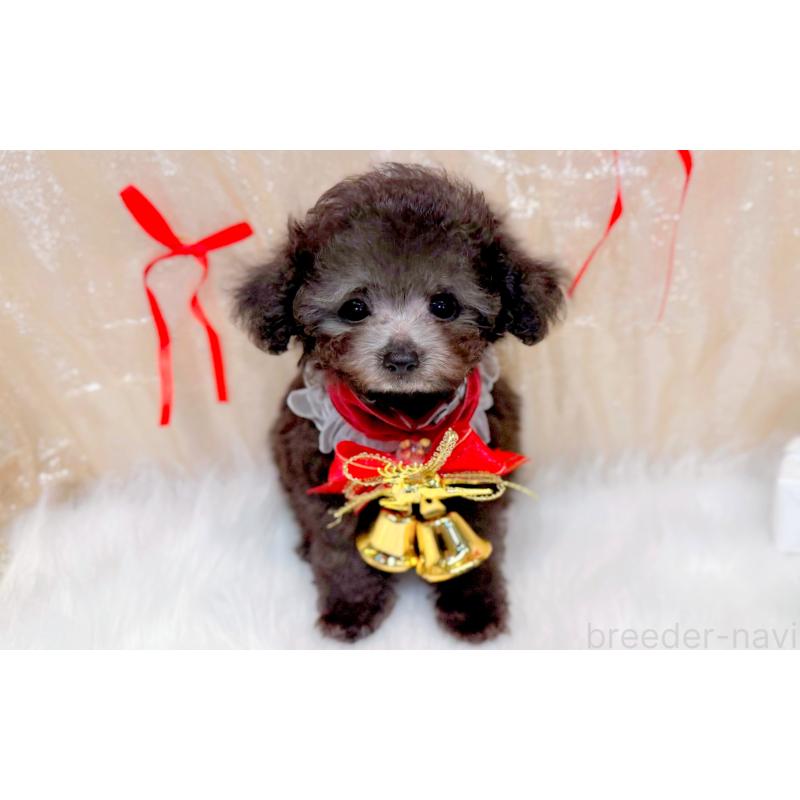 販売中の愛知県のタイニープードル-433032の2枚目