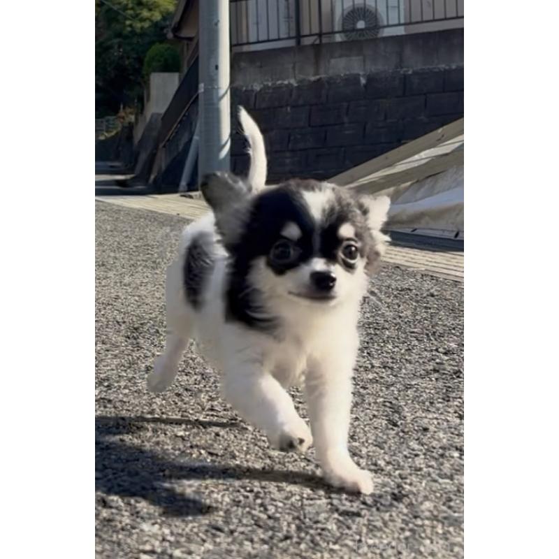 販売中の広島県のチワワ(ロングコート)-433033の1枚目