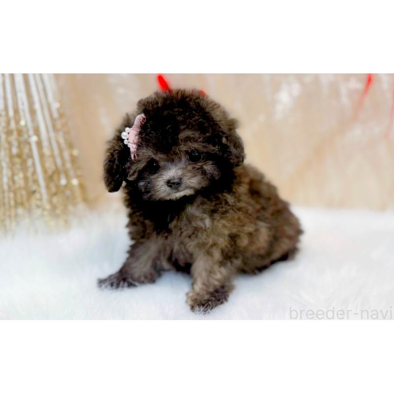 販売中の愛知県のティーカッププードル-433039の6枚目