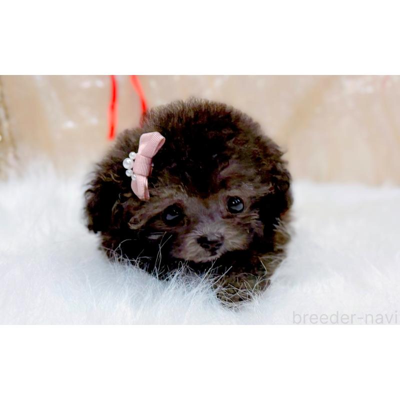 販売中の愛知県のティーカッププードル-433039の5枚目