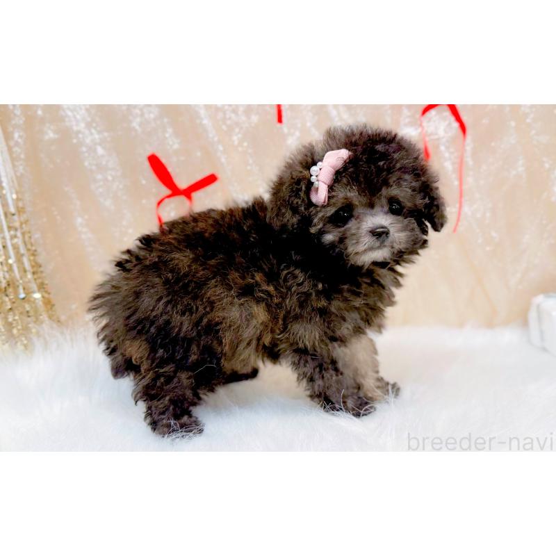 販売中の愛知県のティーカッププードル-433039の4枚目