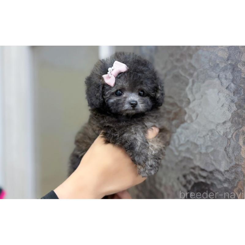 販売中の愛知県のティーカッププードル-433039の3枚目